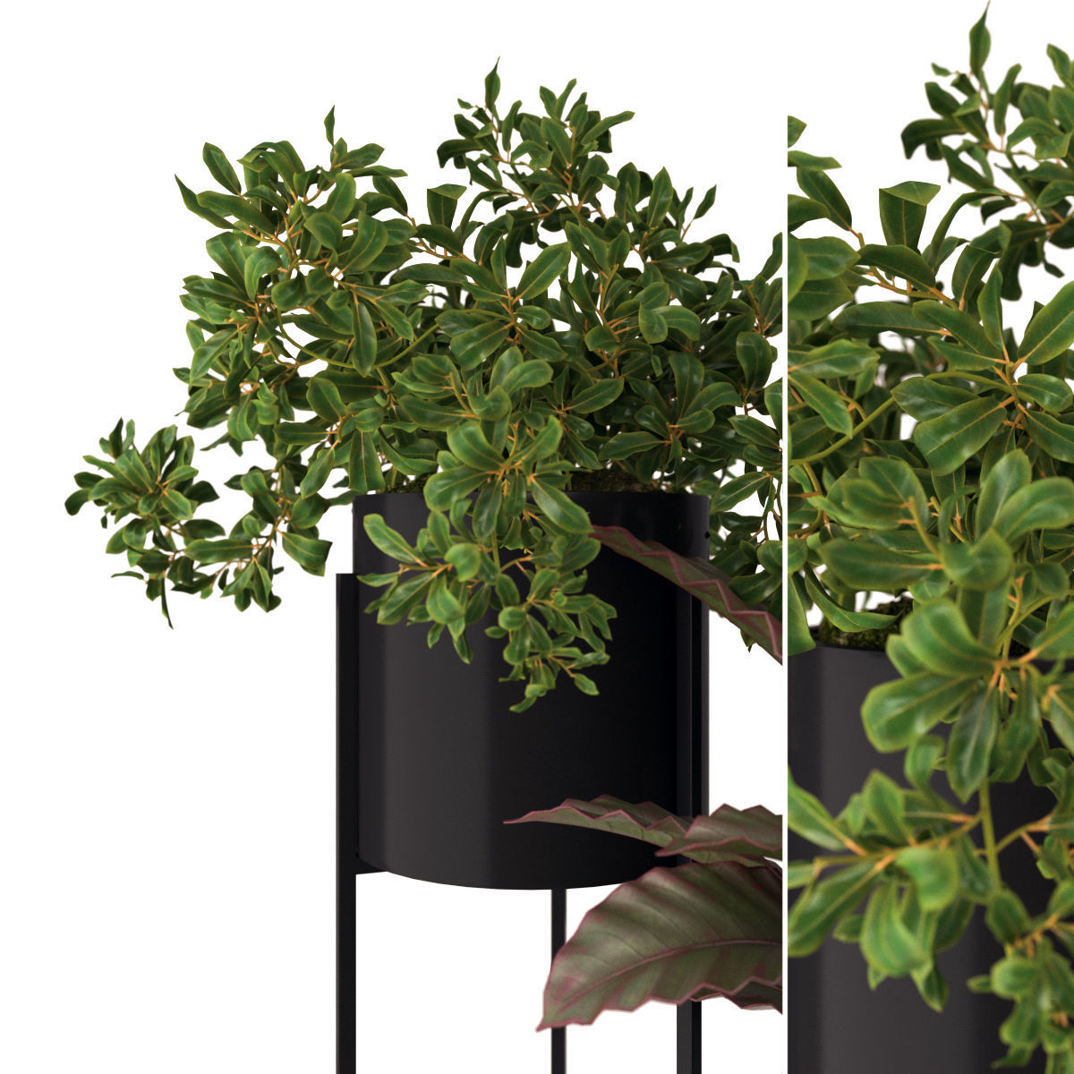 plants 05 3D model_1