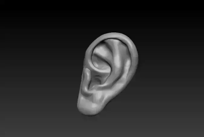 3D Realistic Male Ear  Model