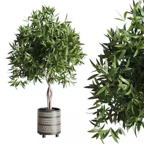 Ficus Alli Care Ficus binnendijkii by handmade pottery