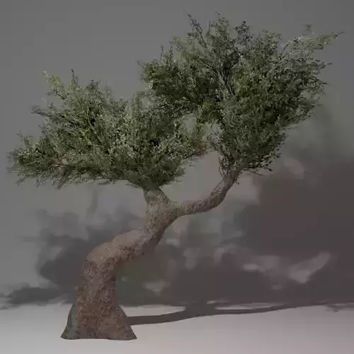 Olive Tree