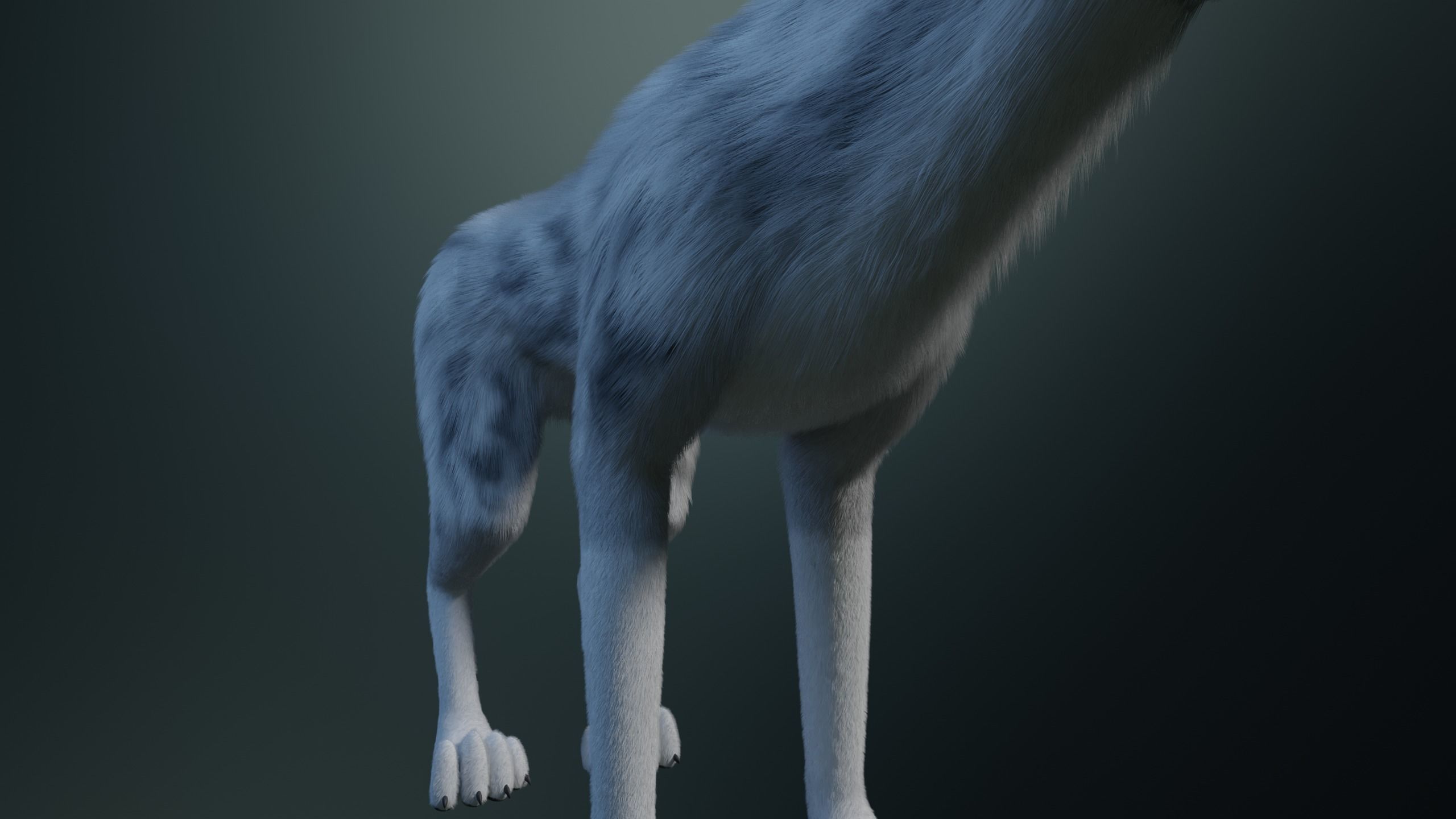 Kodai Wolf 3D model_11