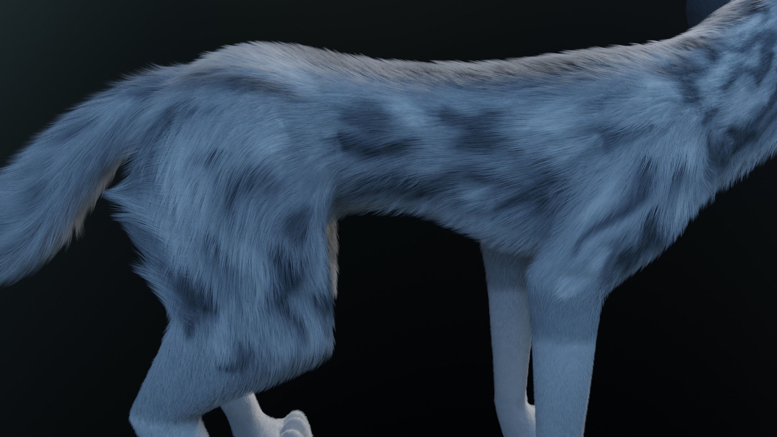 Kodai Wolf 3D model_10