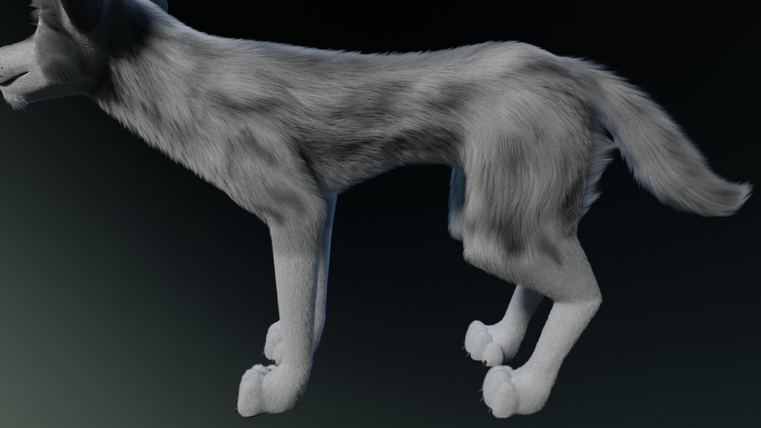 Kodai Wolf 3D model_6