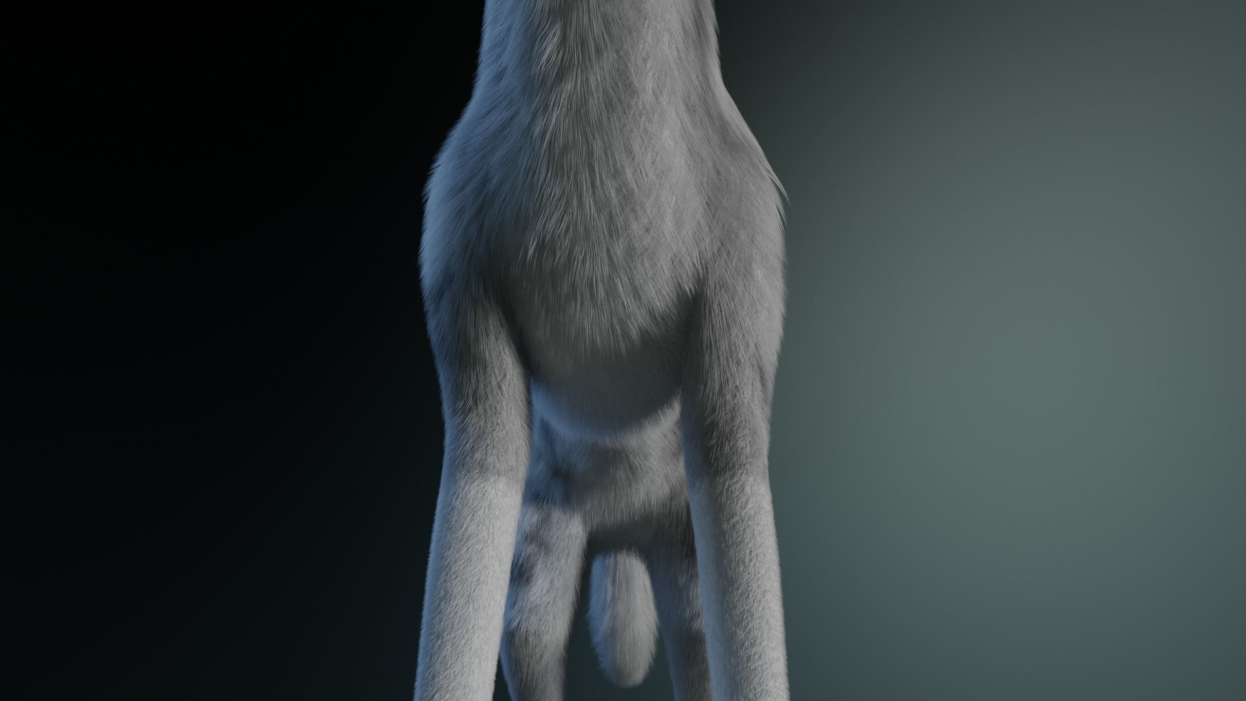 Kodai Wolf 3D model_13