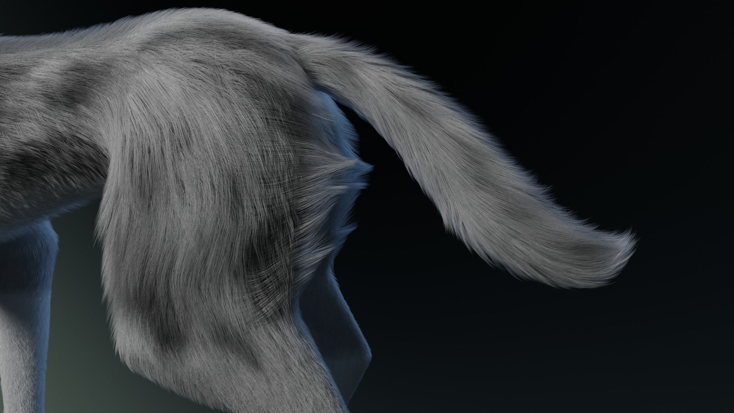 Kodai Wolf 3D model_12