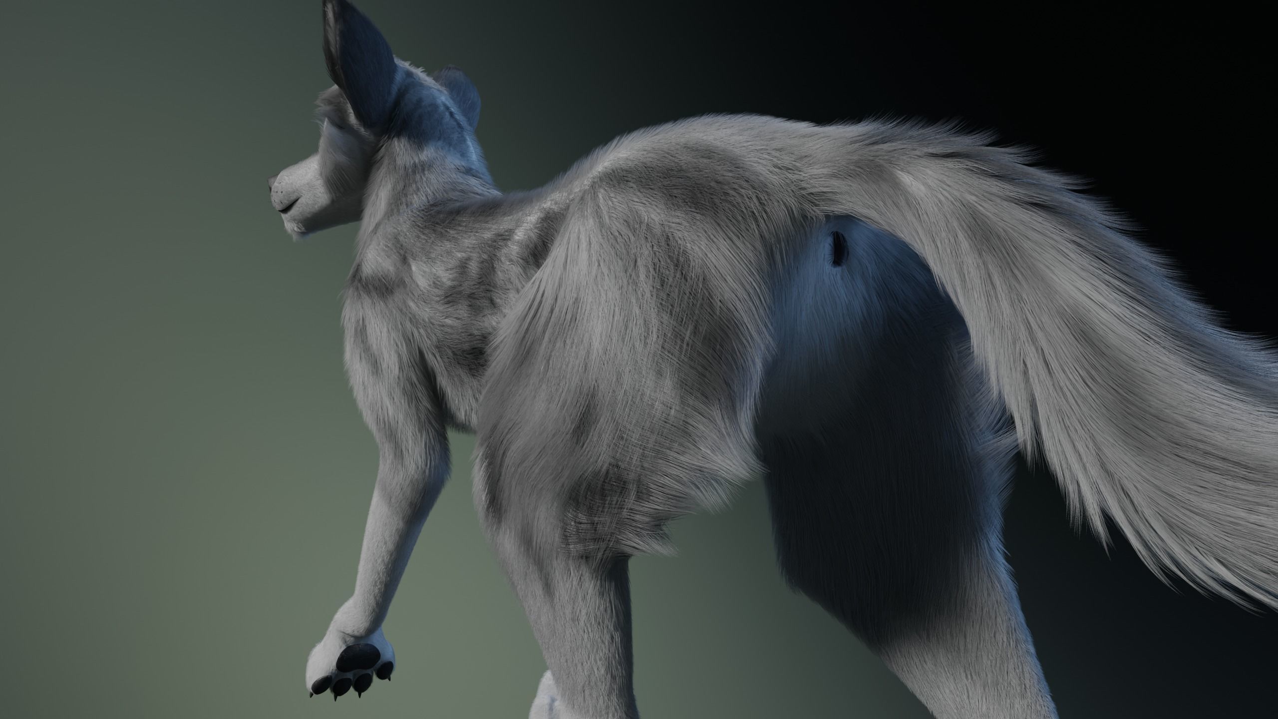 Kodai Wolf 3D model_20