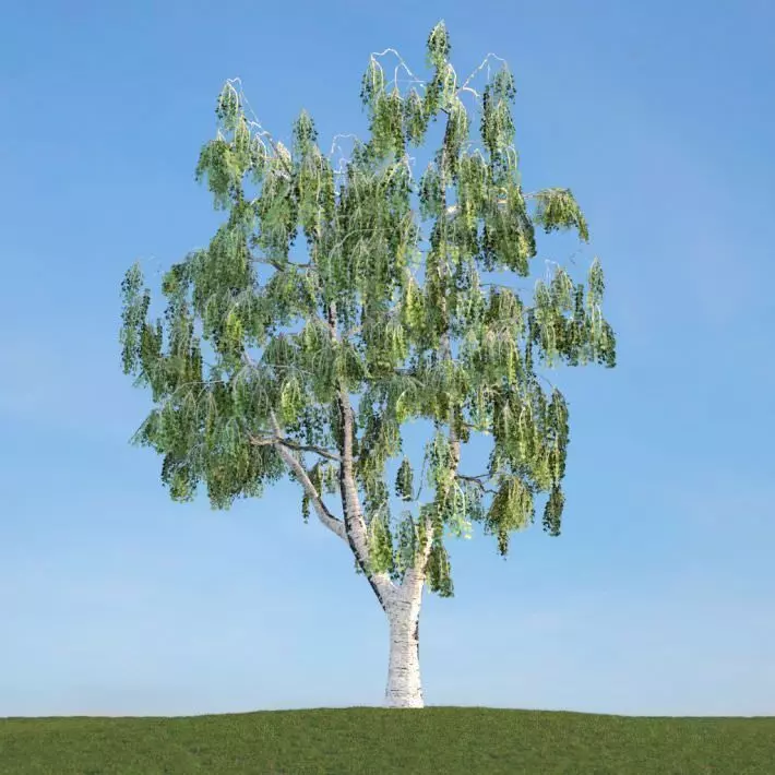 Green Leaf Tree 3D model_0