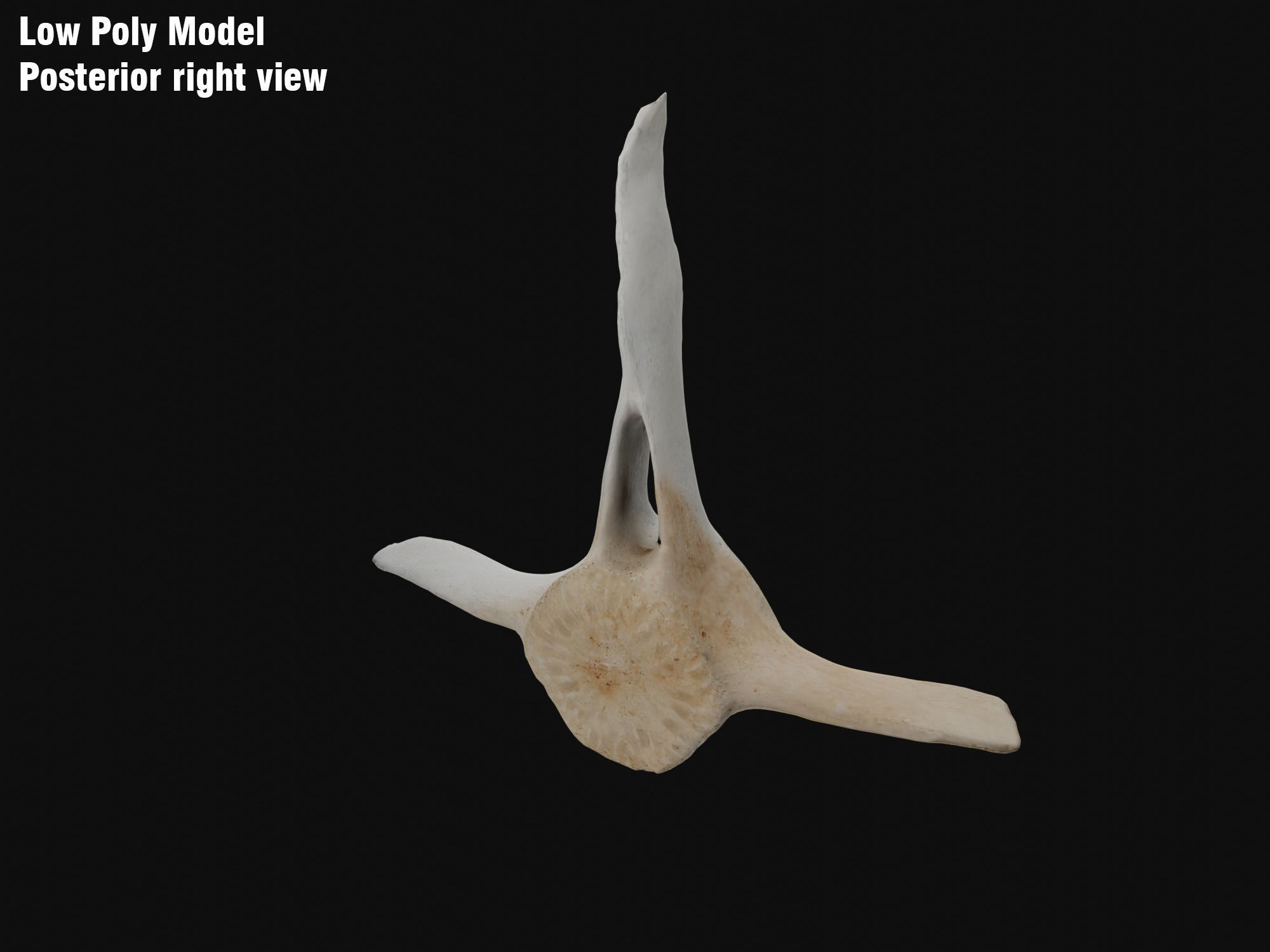 Dolphin vertebra Low-poly 3D model Low-poly 3D model_8