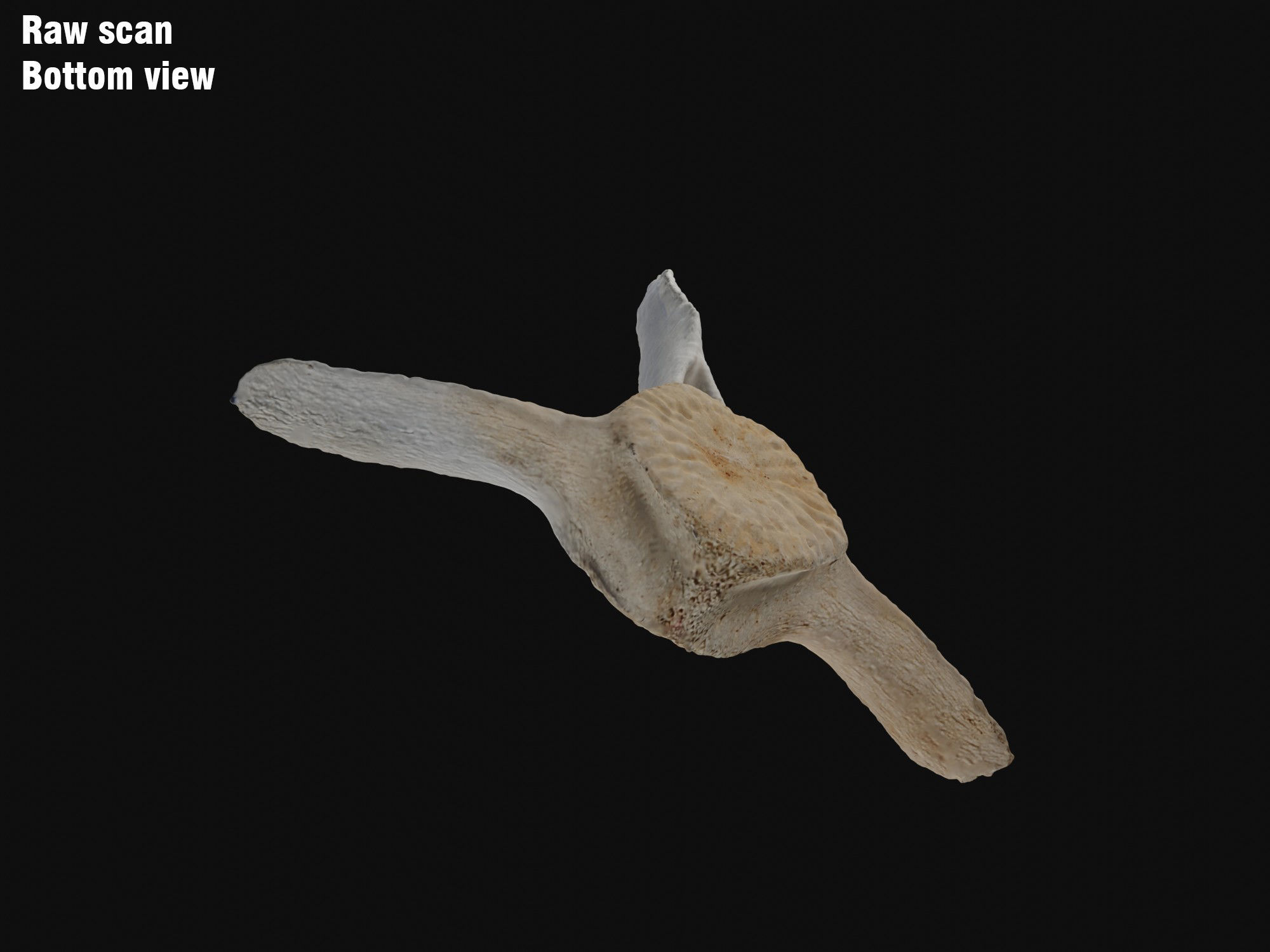 Dolphin vertebra Low-poly 3D model Low-poly 3D model_4