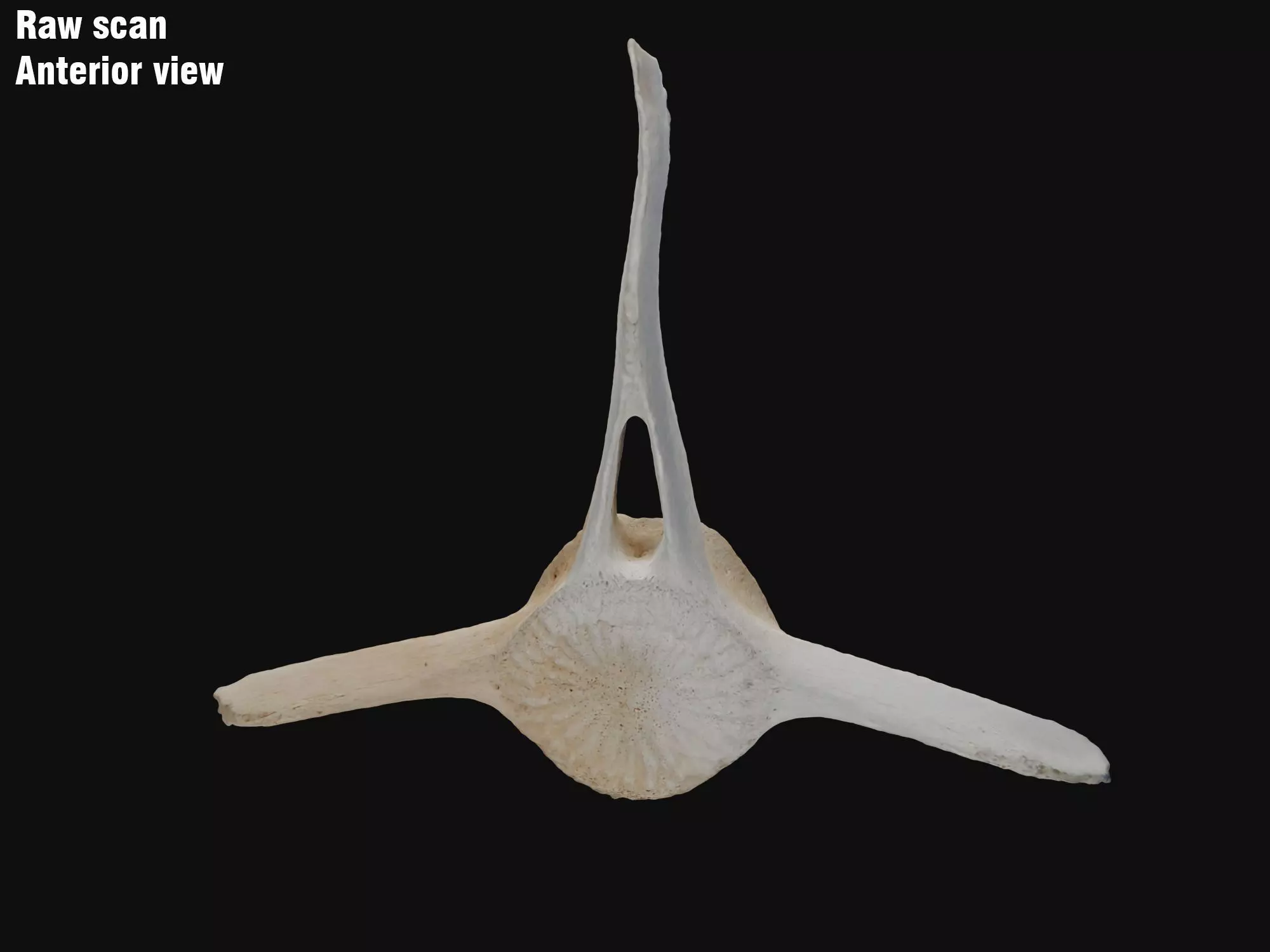 Dolphin vertebra Low-poly 3D model Low-poly 3D model_0