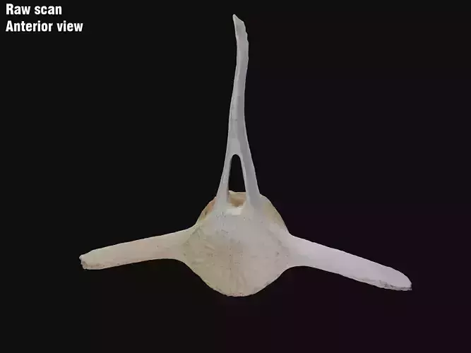 Dolphin vertebra Low-poly 3D model Low-poly 3D model Dolphin vertebra Low-poly 3D model Low-poly 3D model