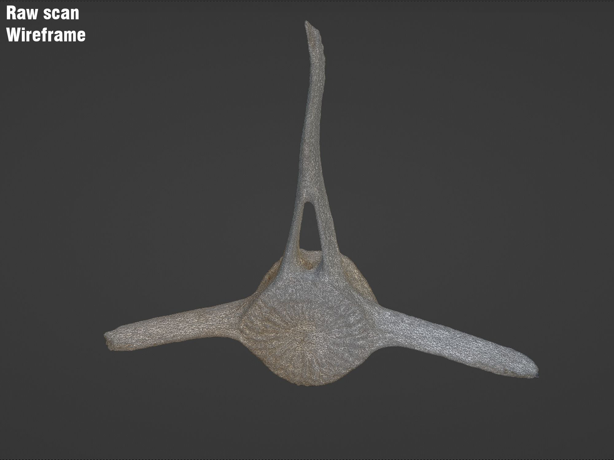 Dolphin vertebra Low-poly 3D model Low-poly 3D model_5