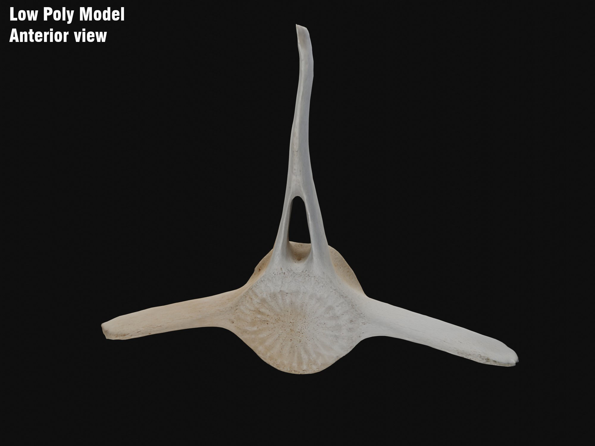 Dolphin vertebra Low-poly 3D model Low-poly 3D model_6