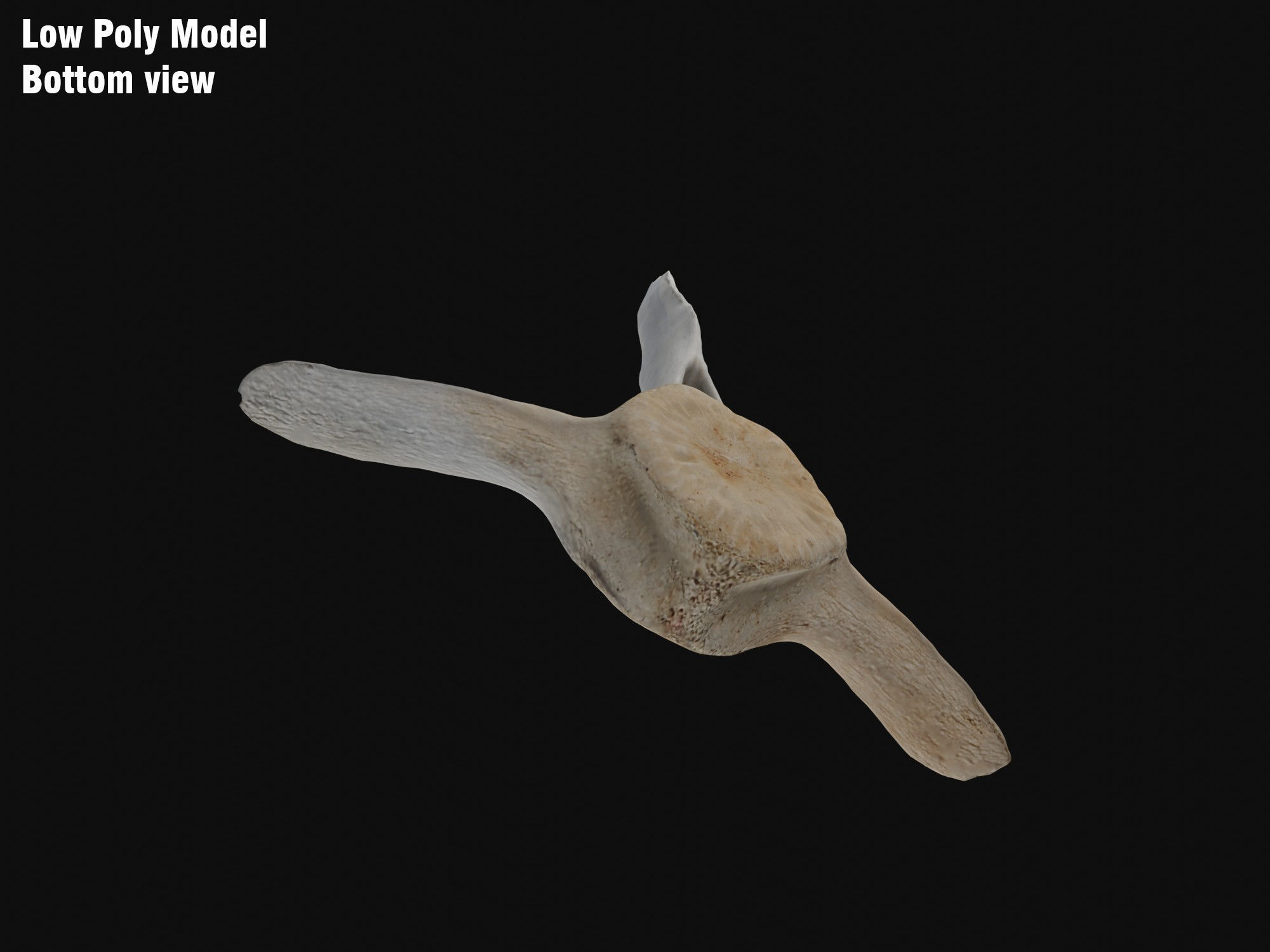 Dolphin vertebra Low-poly 3D model Low-poly 3D model_10
