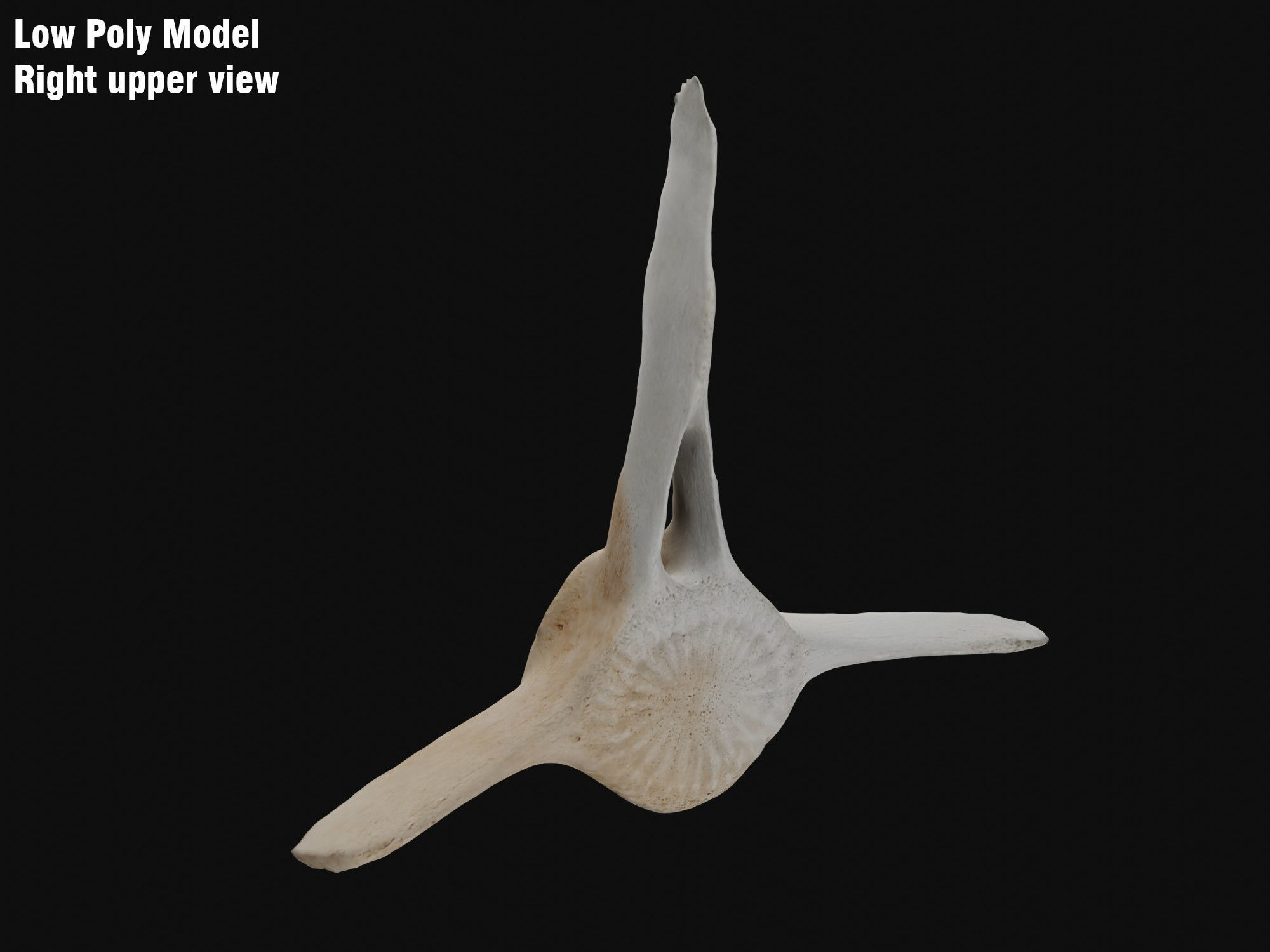 Dolphin vertebra Low-poly 3D model Low-poly 3D model_7