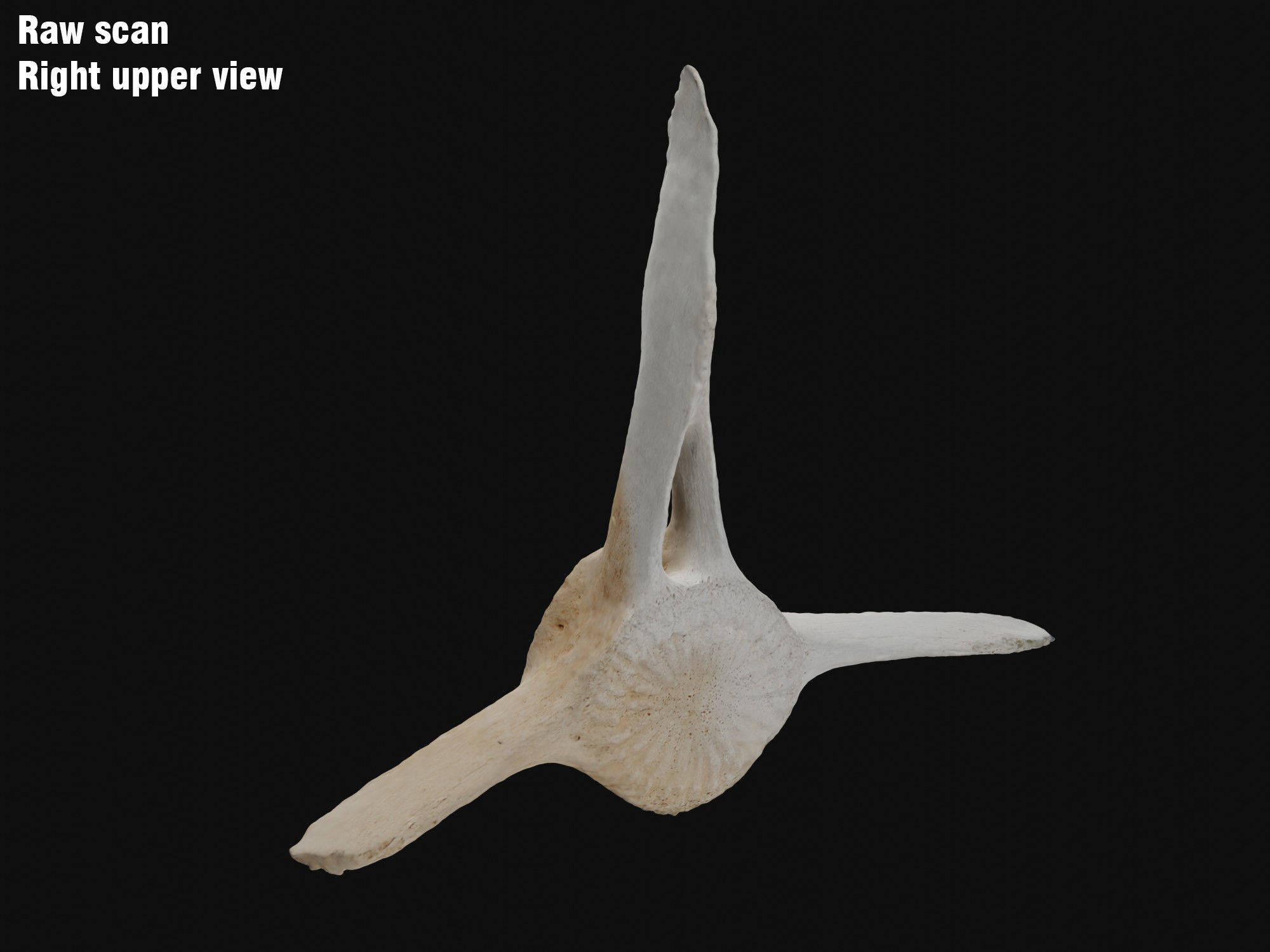 Dolphin vertebra Low-poly 3D model Low-poly 3D model_1