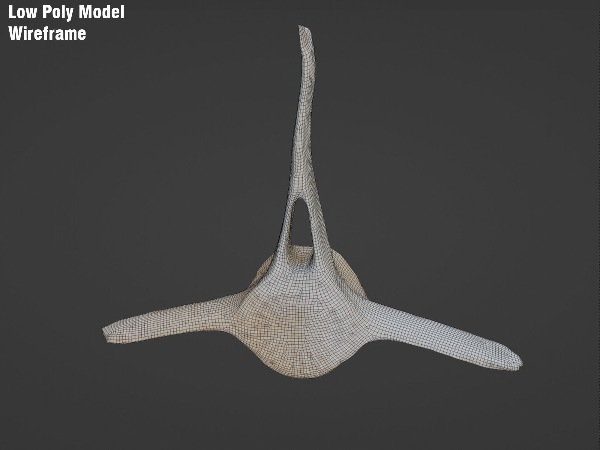 Dolphin vertebra Low-poly 3D model Low-poly 3D model_11