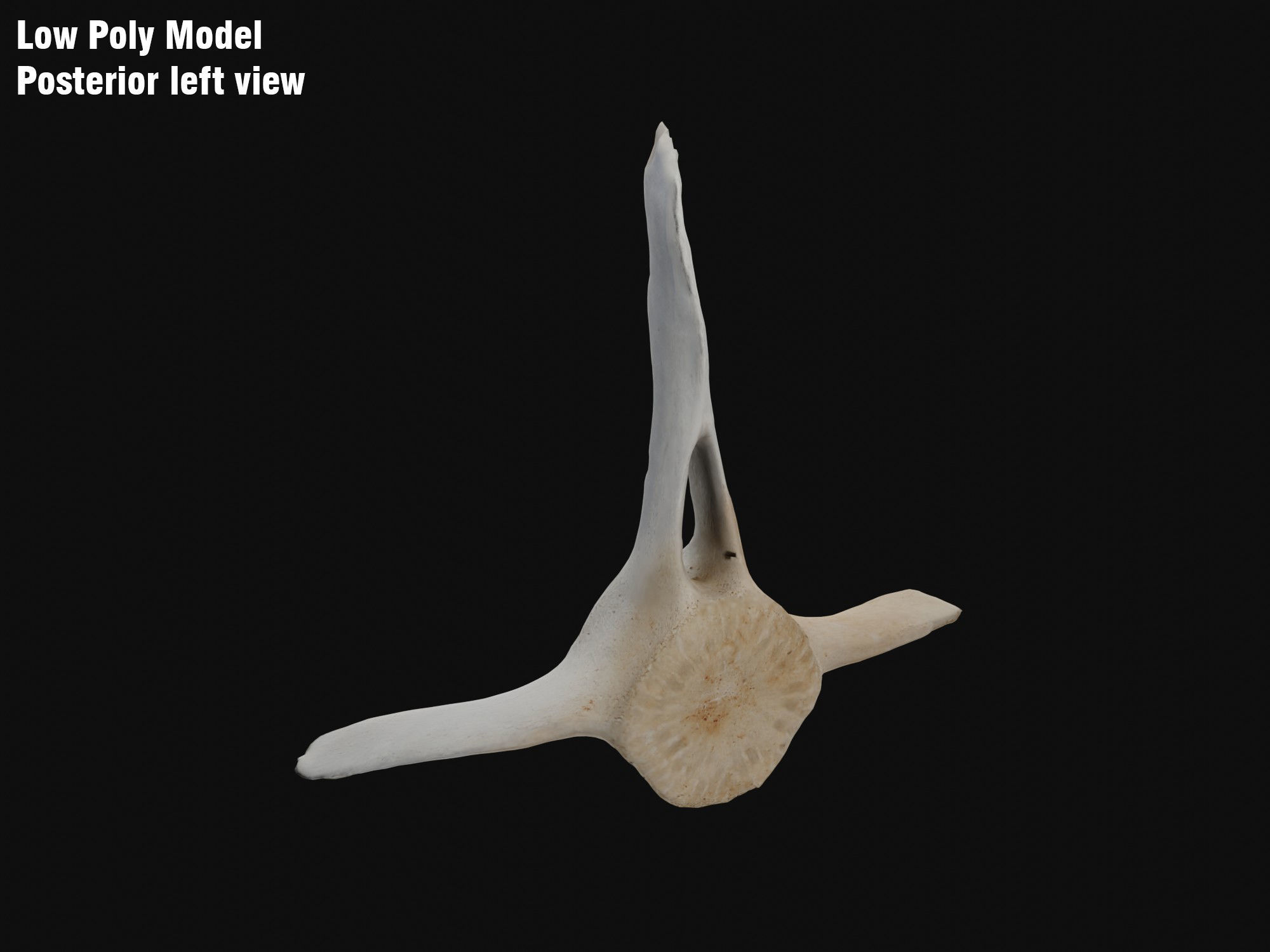 Dolphin vertebra Low-poly 3D model Low-poly 3D model_9