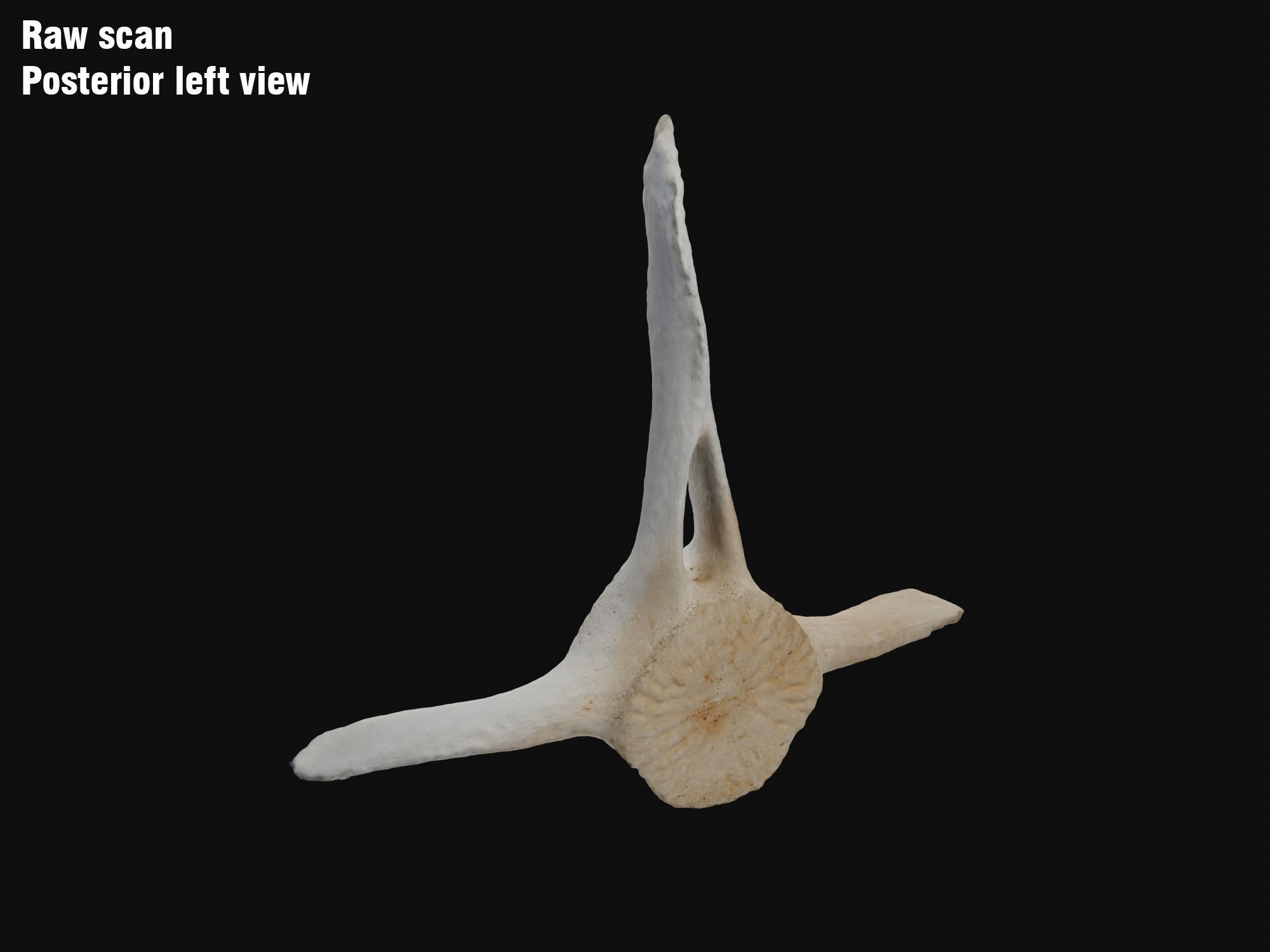 Dolphin vertebra Low-poly 3D model Low-poly 3D model_3