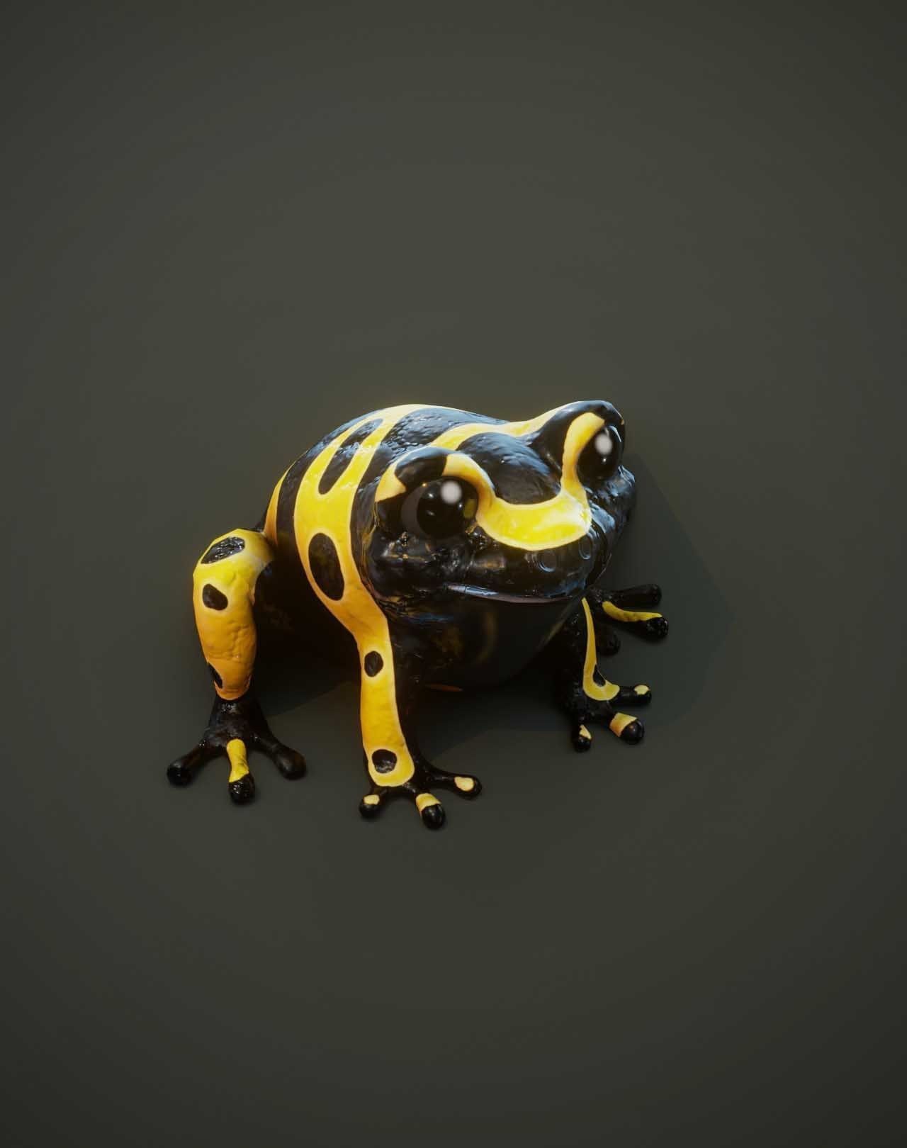 Cartoon Frog 3D Models Low-poly 3D model_22
