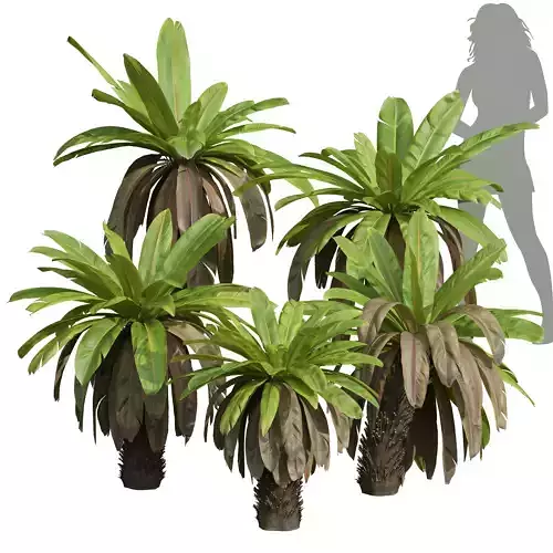 New Plant High detail Neottopteris Nidus Bush