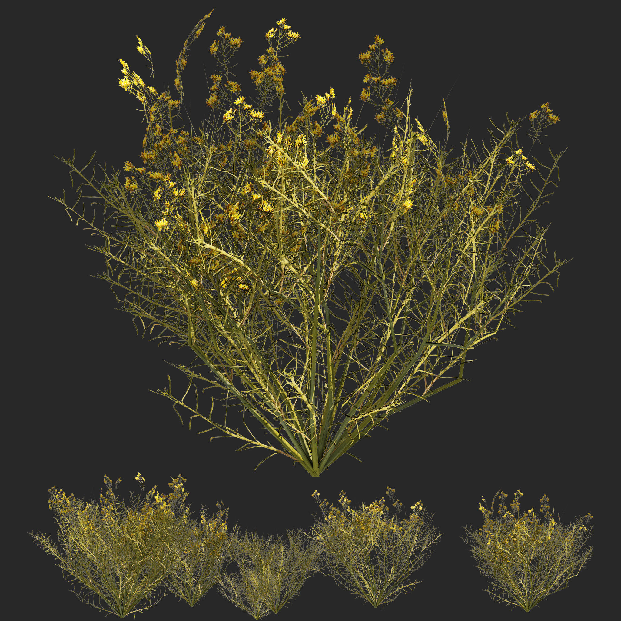 Snakeweeds Porter weeds cluster Low-poly 3D model_1