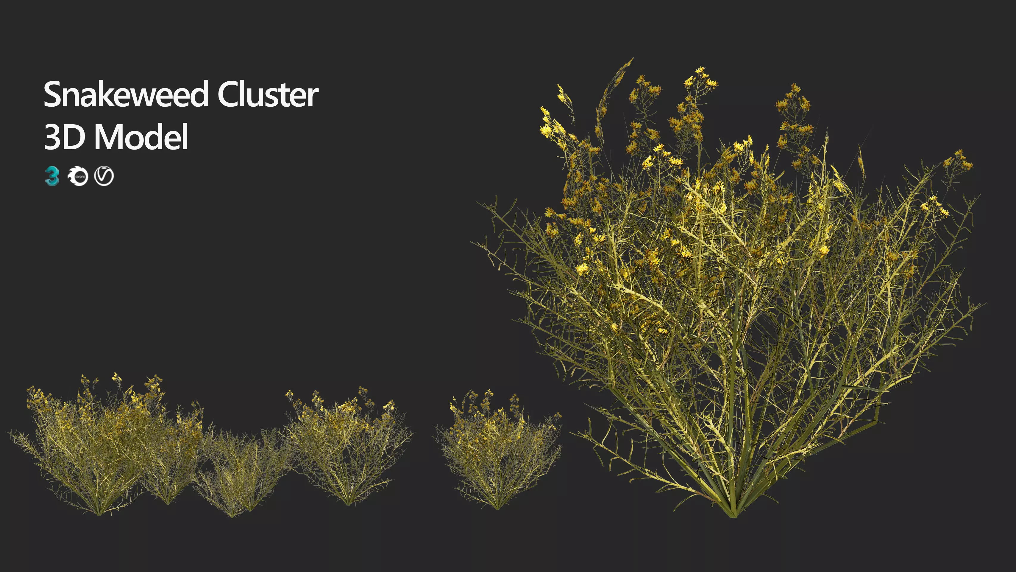Snakeweeds Porter weeds cluster Low-poly 3D model_0