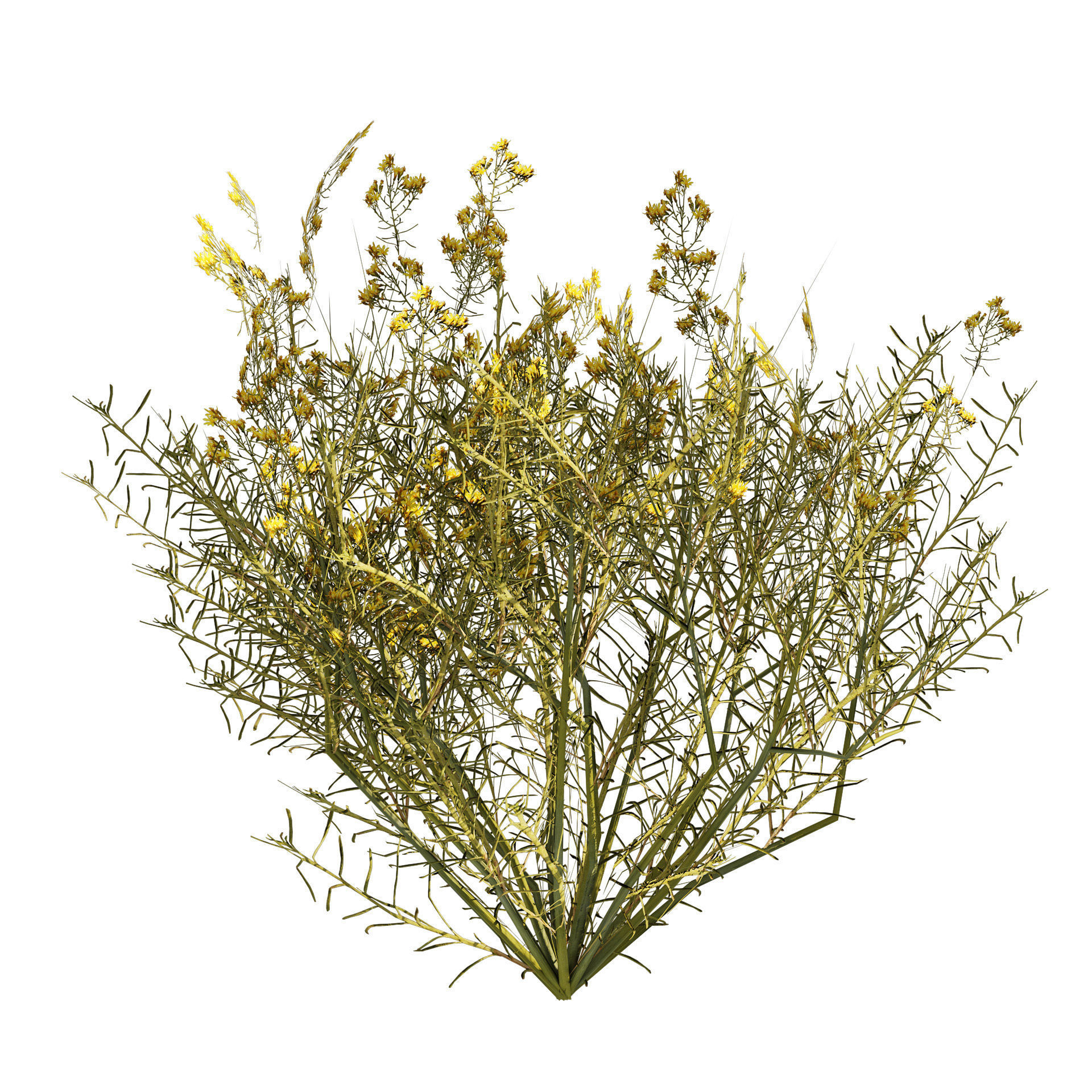 Snakeweeds Porter weeds cluster Low-poly 3D model_4