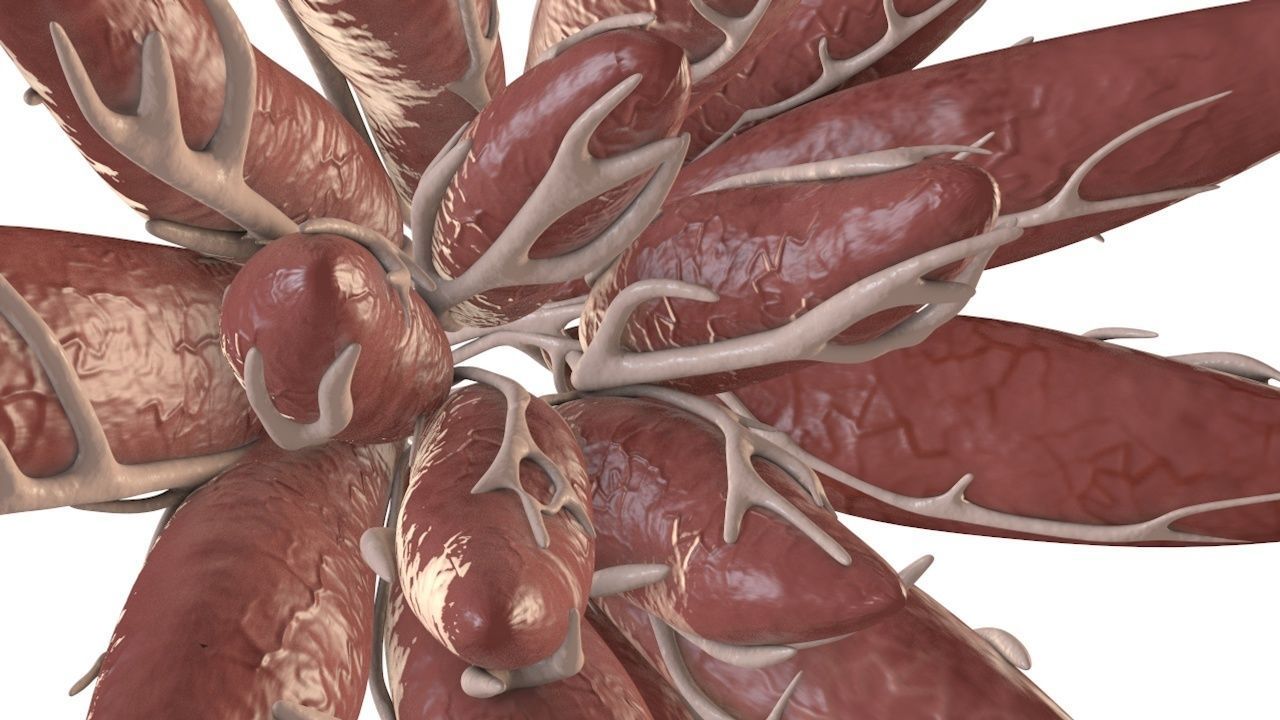 Mammary Gland Low-poly 3D model_8