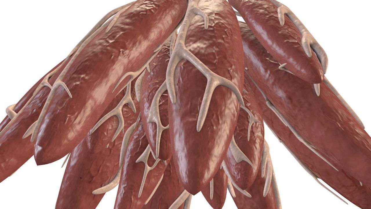 Mammary Gland Low-poly 3D model_9