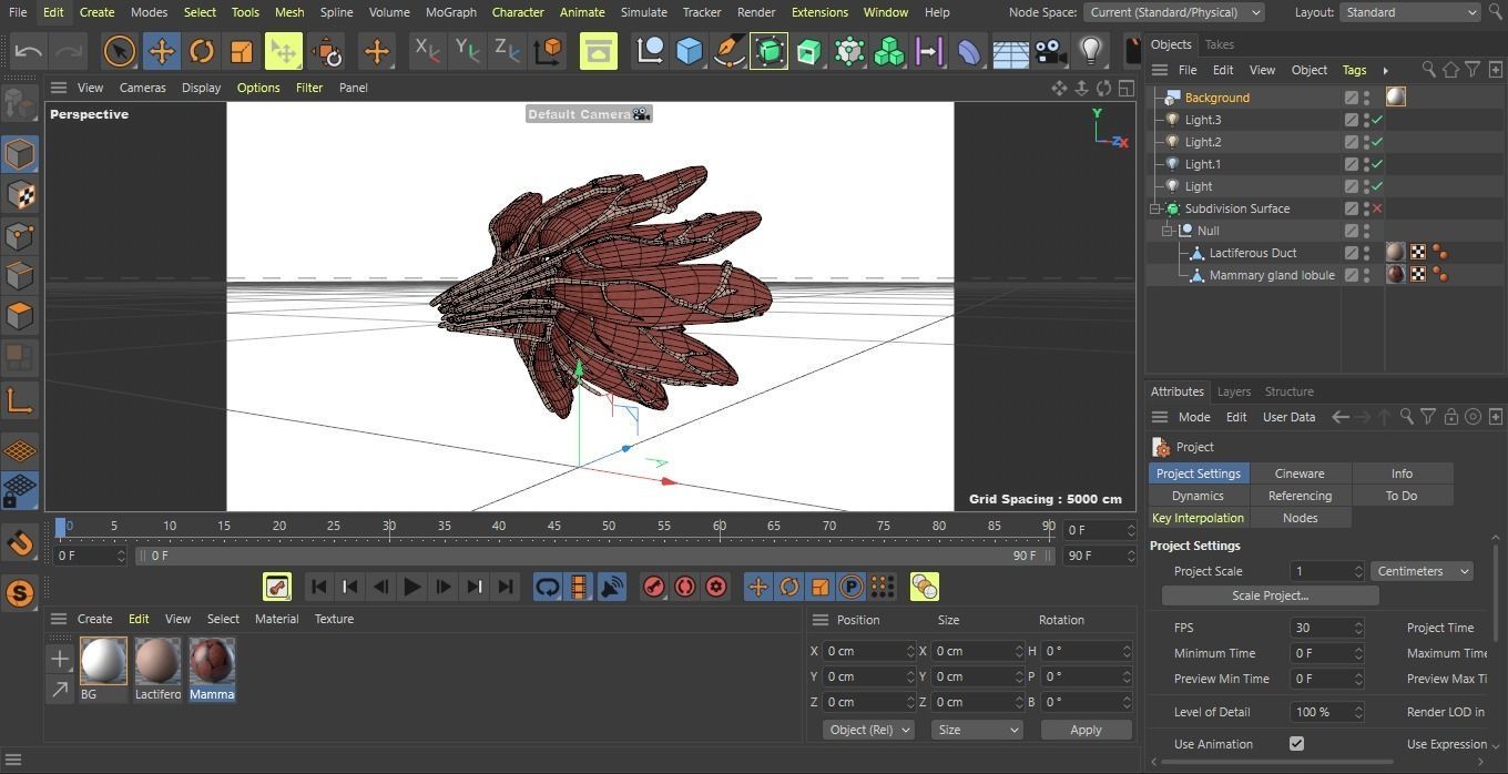 Mammary Gland Low-poly 3D model_10
