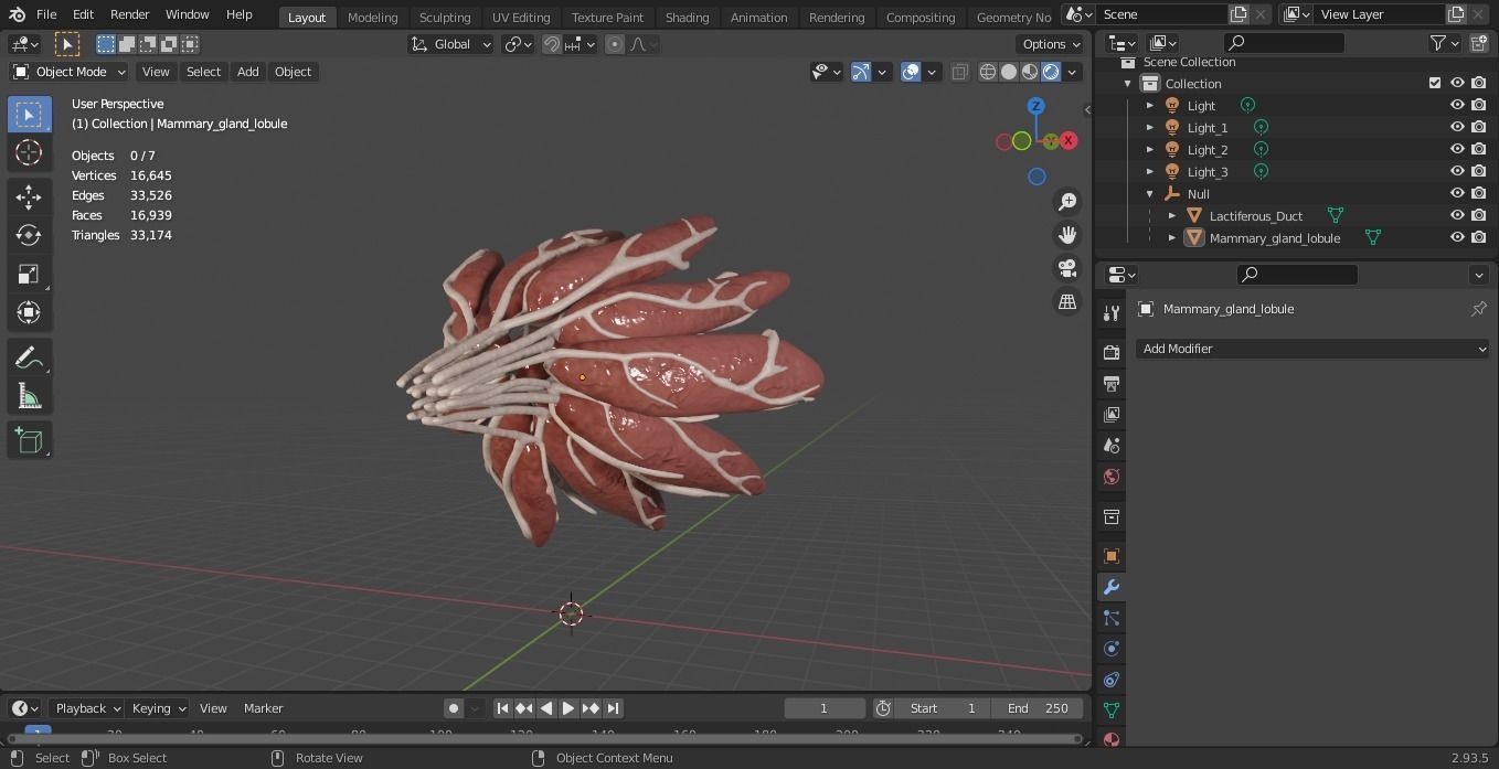 Mammary Gland Low-poly 3D model_11