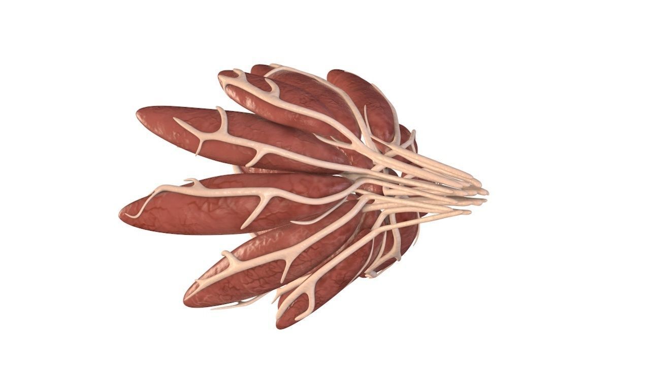 Mammary Gland Low-poly 3D model_6