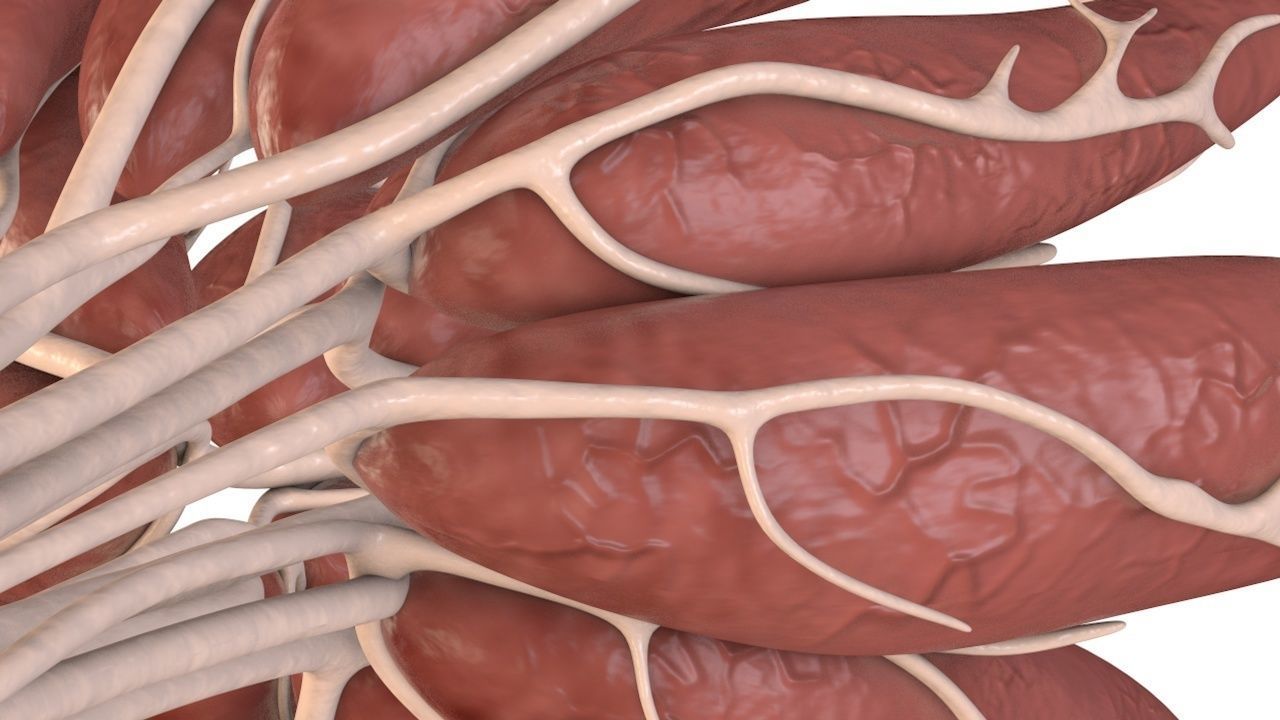 Mammary Gland Low-poly 3D model_7