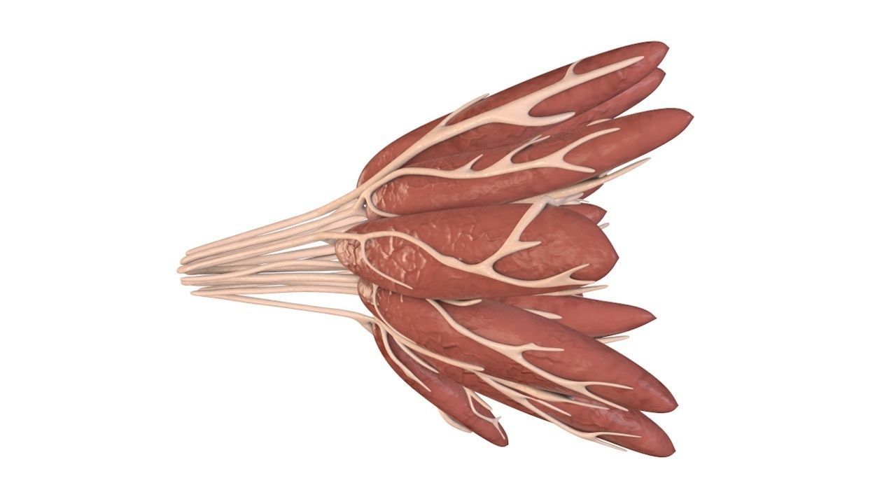 Mammary Gland Low-poly 3D model_1