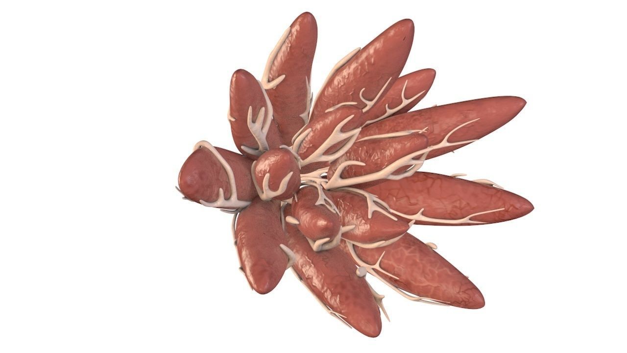 Mammary Gland Low-poly 3D model_2