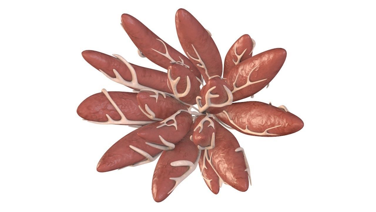 Mammary Gland Low-poly 3D model_3