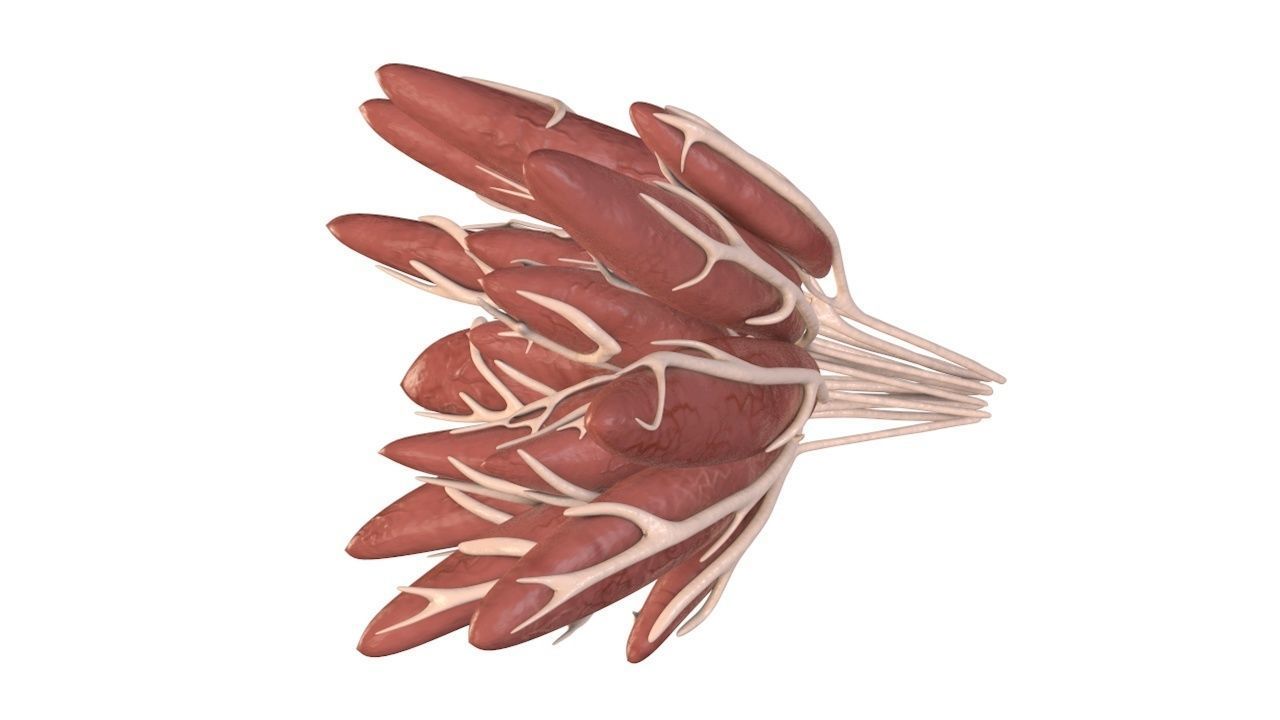 Mammary Gland Low-poly 3D model_4