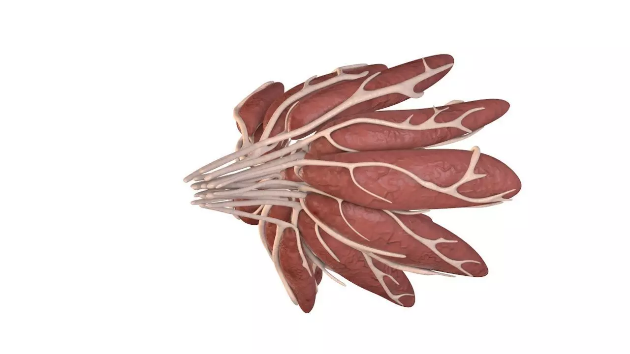 Mammary Gland Low-poly 3D model_0