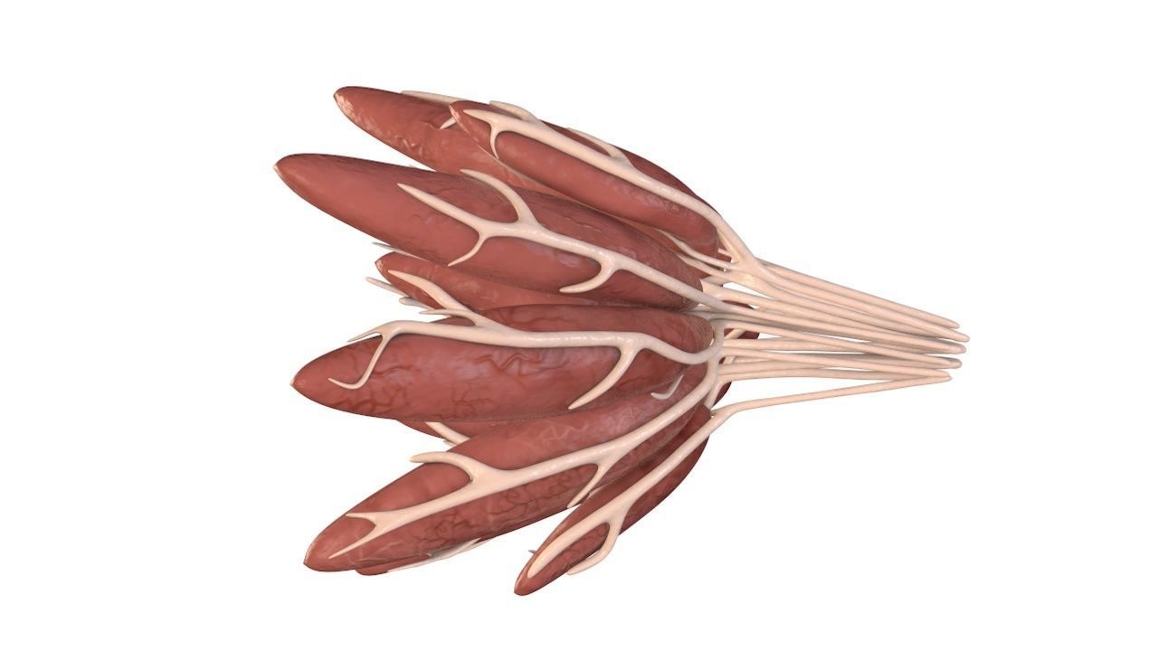 Mammary Gland Low-poly 3D model_5