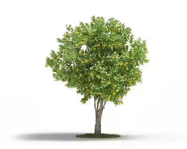 Mature Naval Orange Tree 3D model