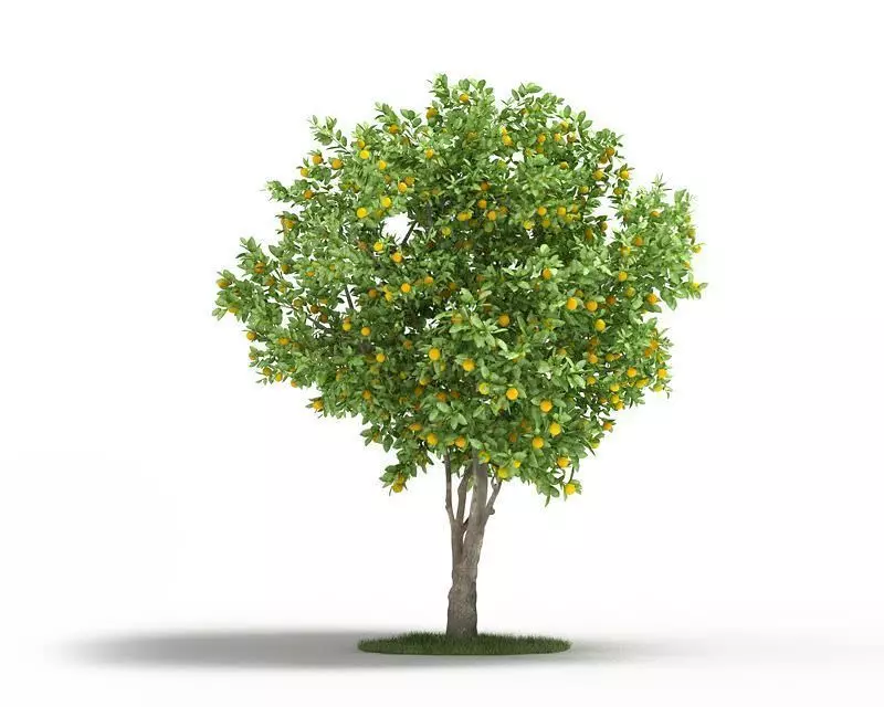 Mature Naval Orange Tree 3D model_0
