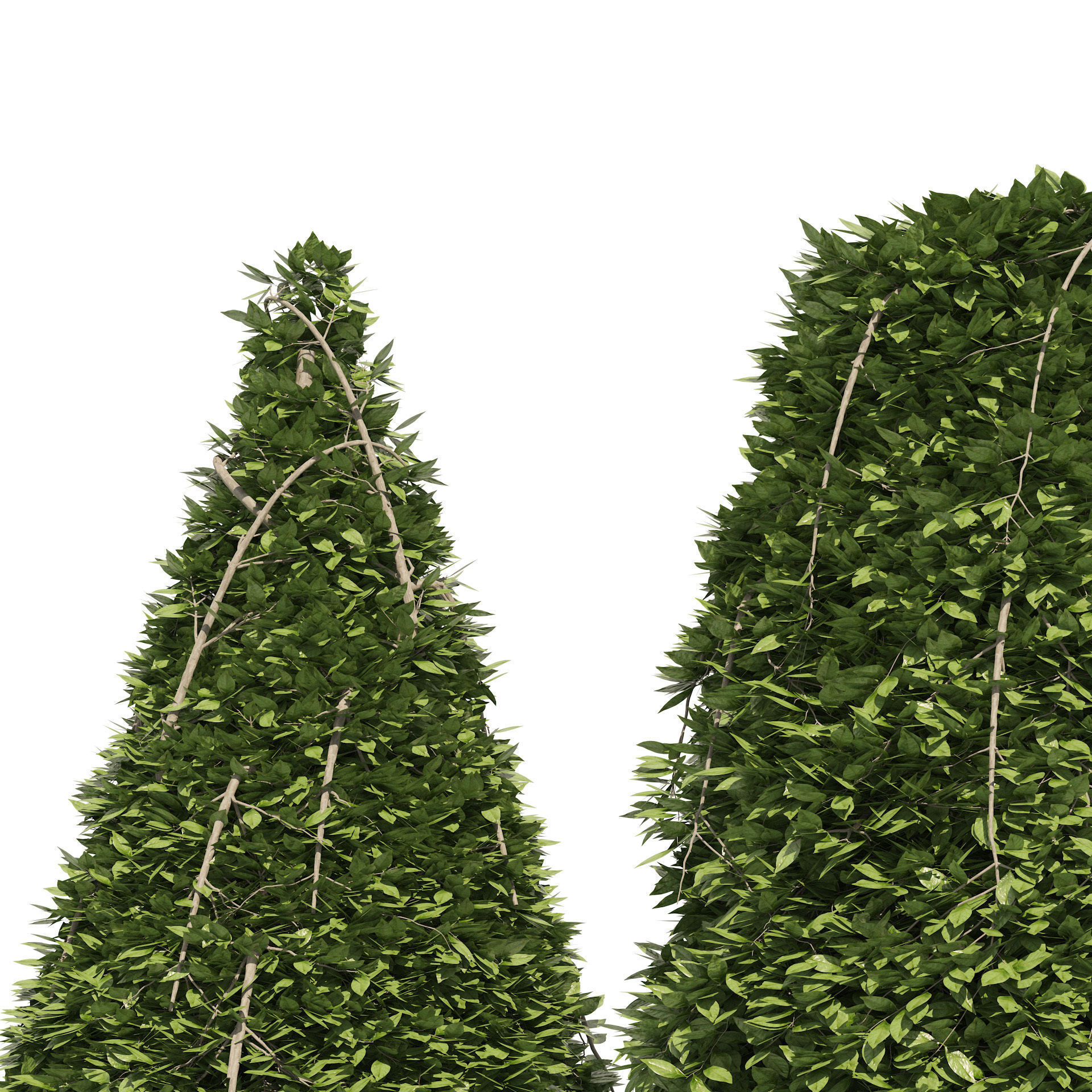 2 Cone topiary tree shape black gum tree 3D model_2