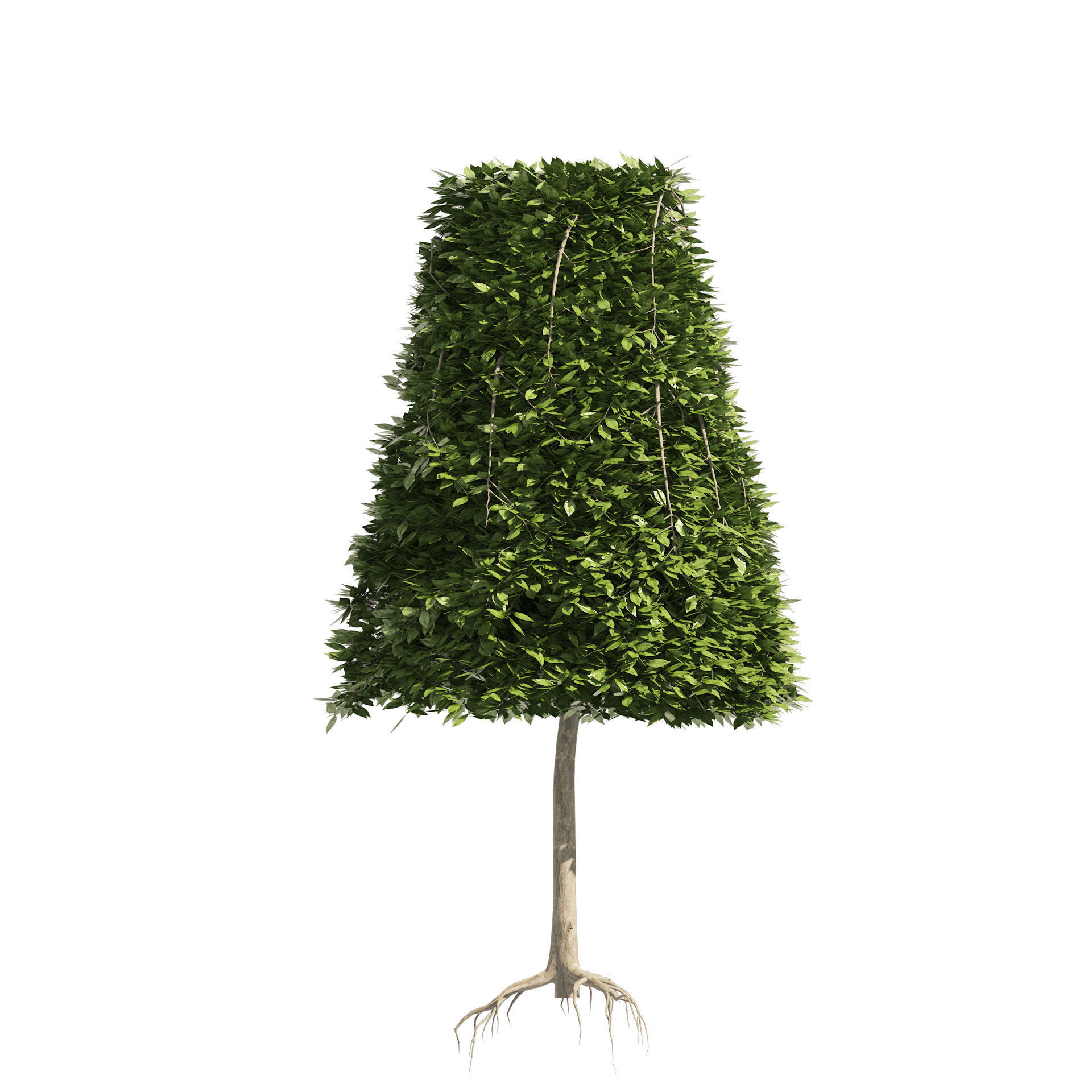 2 Cone topiary tree shape black gum tree 3D model_4