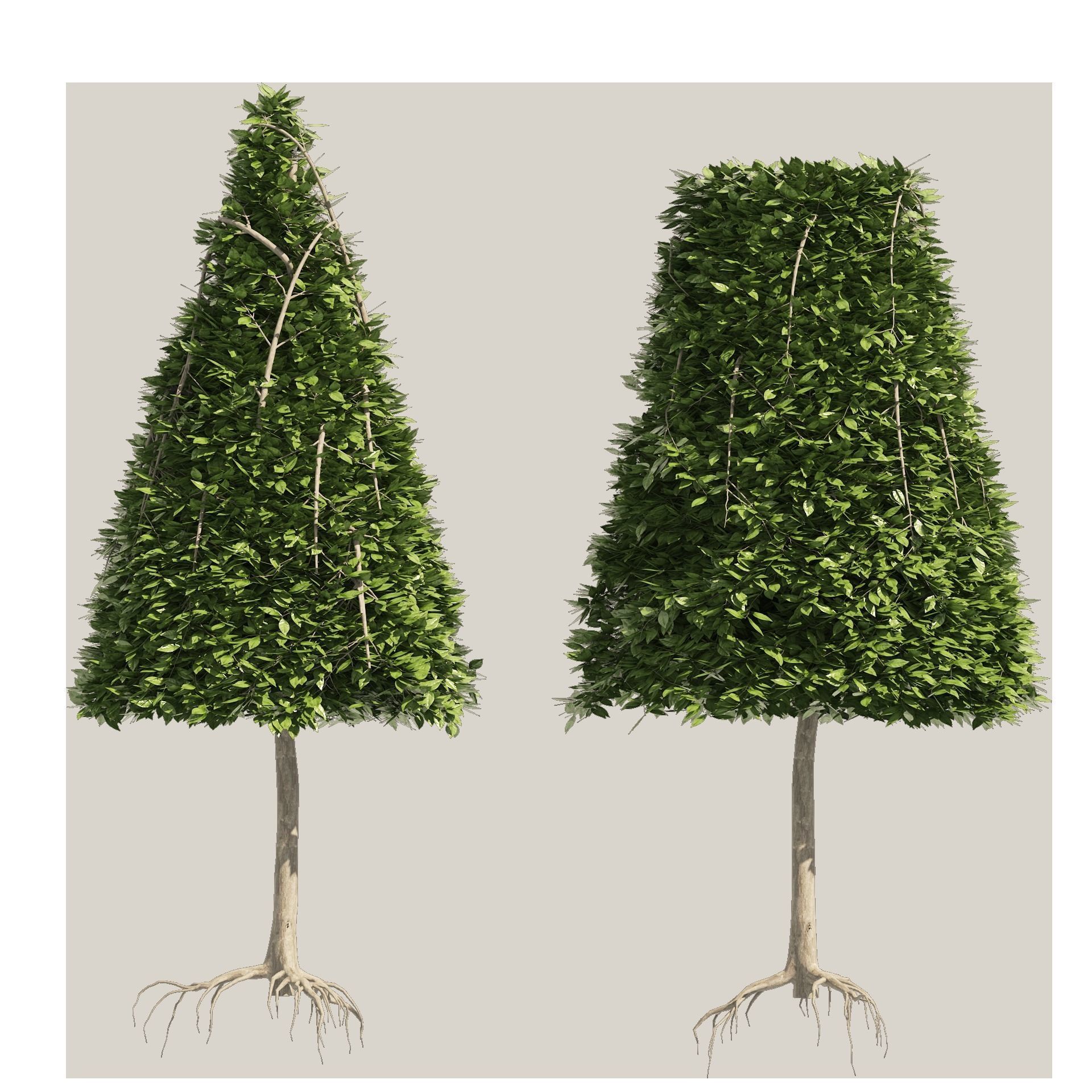 2 Cone topiary tree shape black gum tree 3D model_7