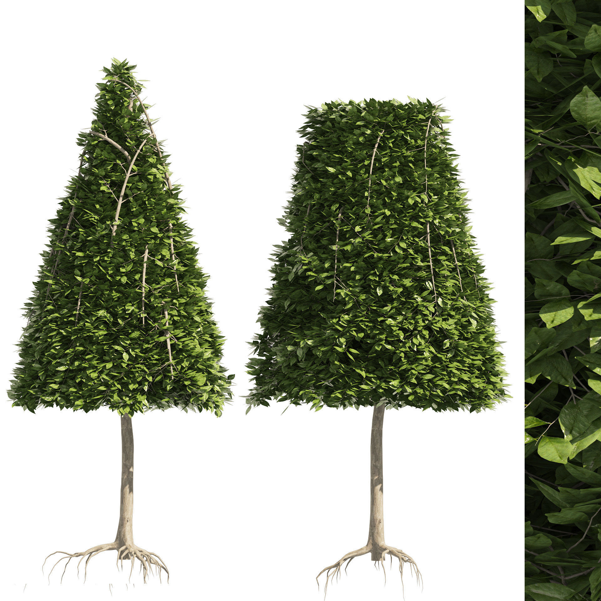2 Cone topiary tree shape black gum tree 3D model_1