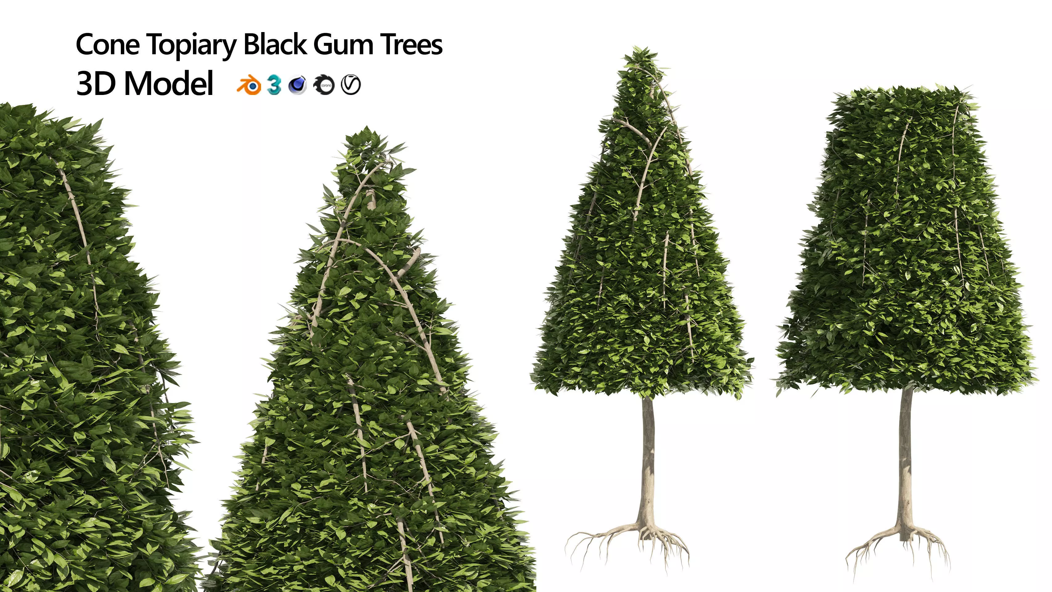 2 Cone topiary tree shape black gum tree 3D model_0