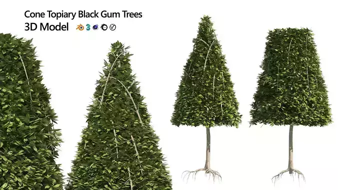2 Cone topiary tree shape black gum tree 3D model