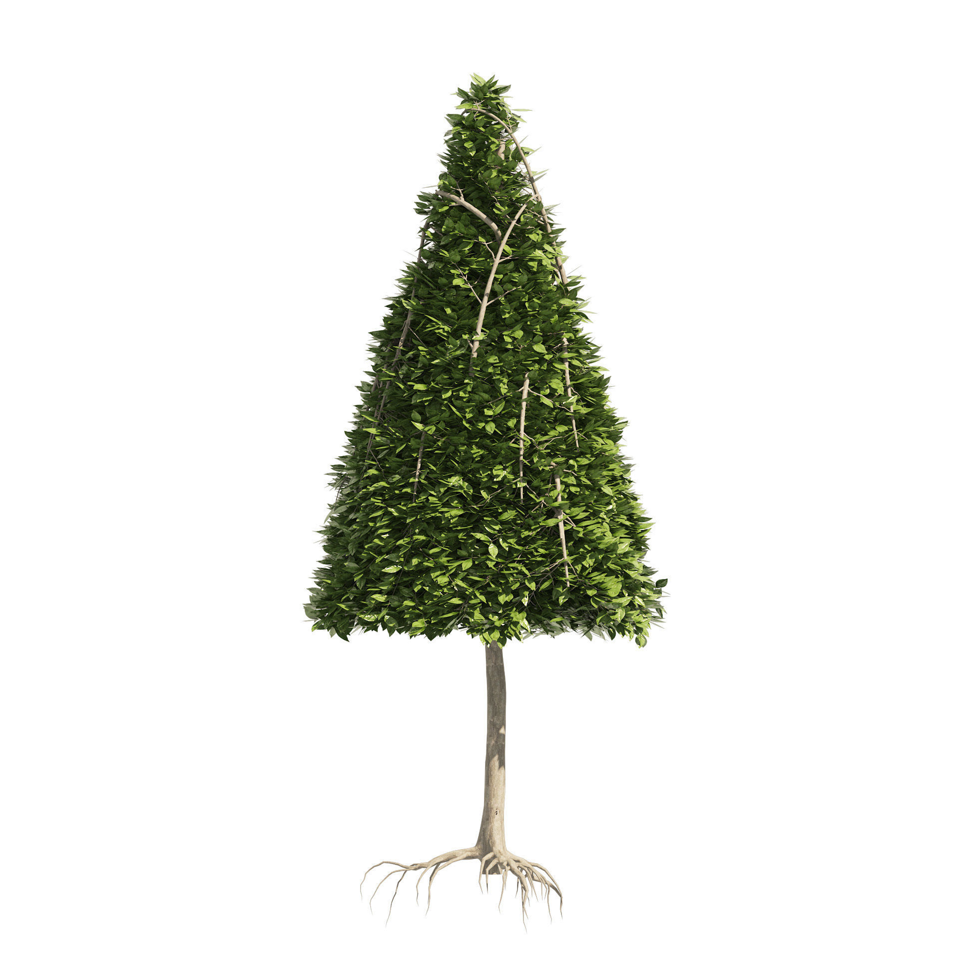 2 Cone topiary tree shape black gum tree 3D model_3