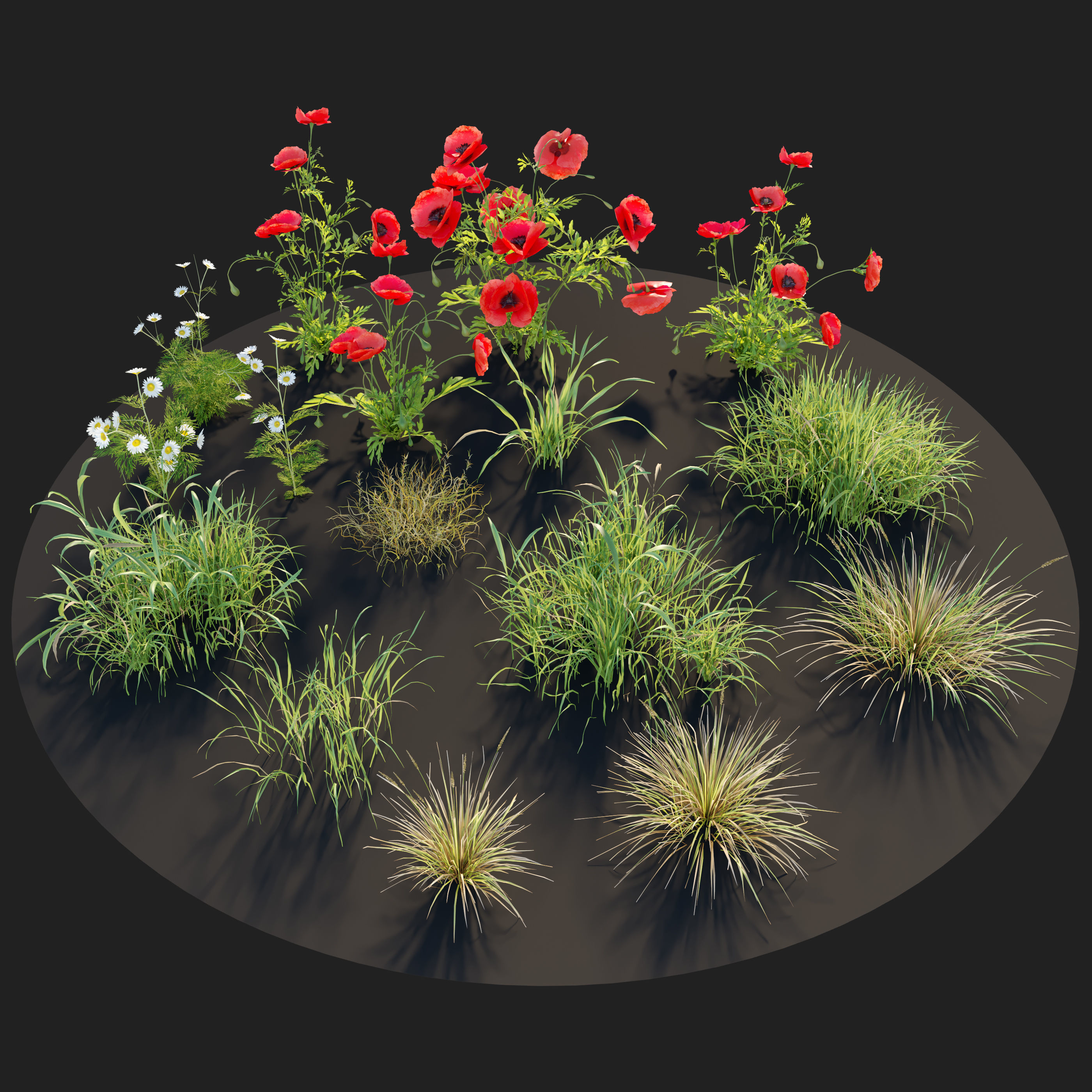 Poppy flower field 3D model_3